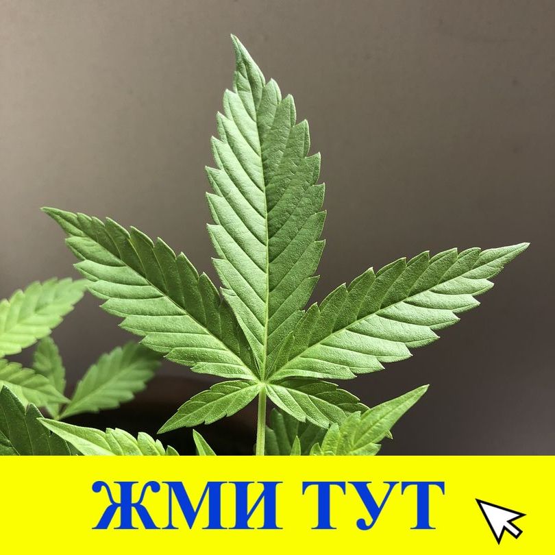 Купить наркотики в Купино